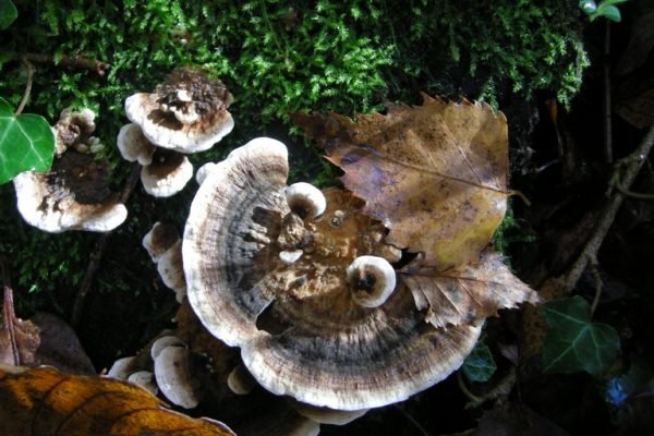 A la découverte des champignons – automne 2019