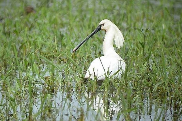 Agenda des Sorties Nature LPO  – octobre 2018