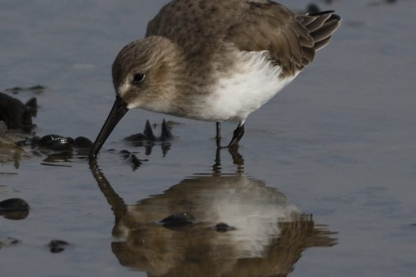 Agenda des Sorties Nature LPO  – novembre 2018