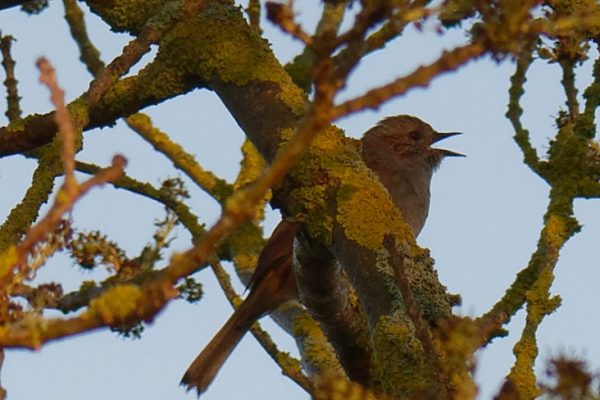 Conférence : reconnaître les oiseaux par leurs chants