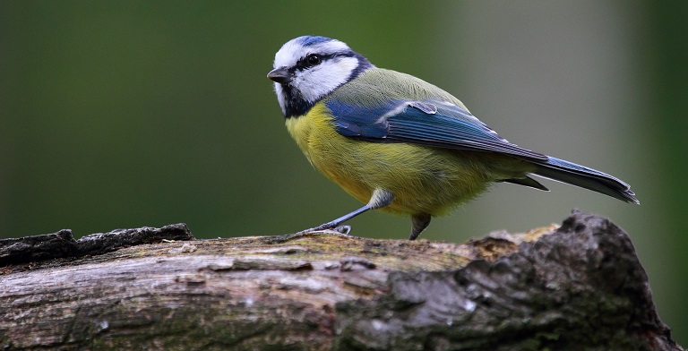Pratique sur le terrain : Reconnaître les oiseaux par leurs chants