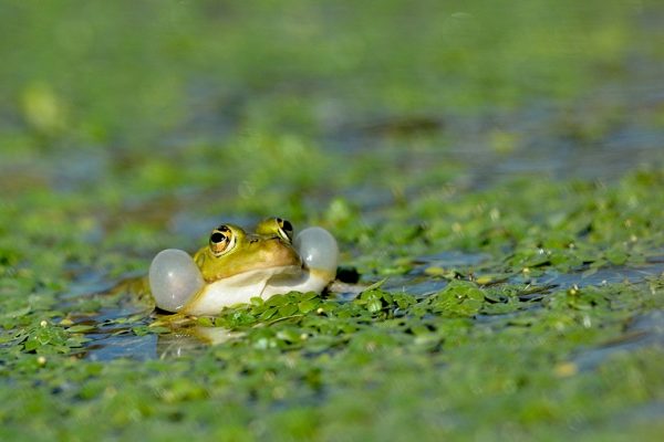 Expo et concours photos – Villeneuve en Retz