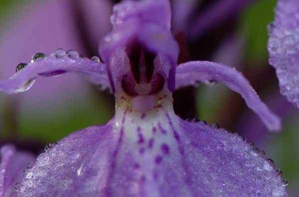 Sortie botanique : Orchidées en Retz