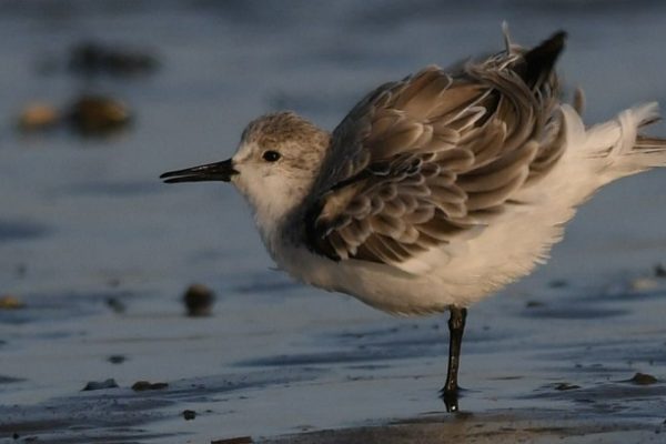 Sortie Nature : Plumes de Printemps
