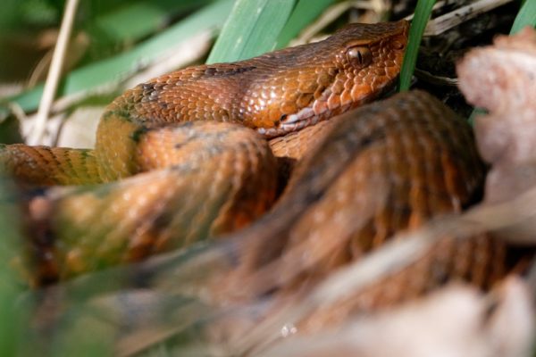 Sortie Herpéto : relevé des plaques à serpents