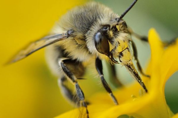 Pour les pros : sortie nature abeilles sauvages