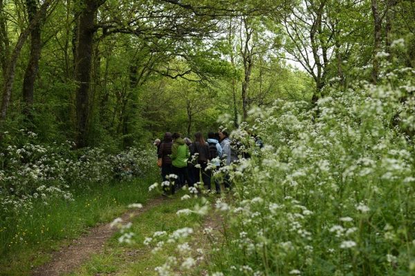 Sortie Botanique : Les fleurs du canal – Pornic