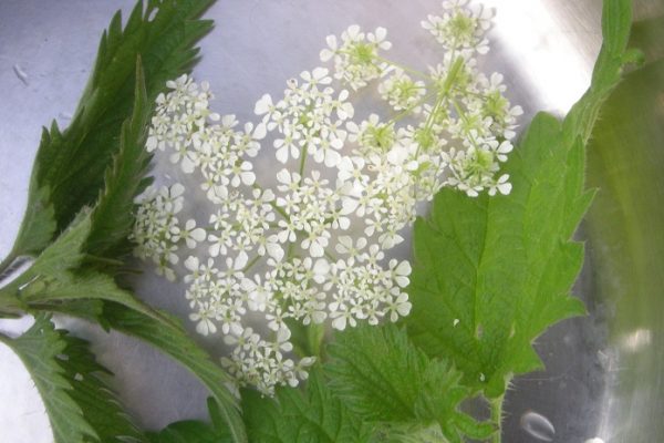 Atelier Cuisine Naturelle : Recette aux plantes sauvages du chef Mathieu Guibert