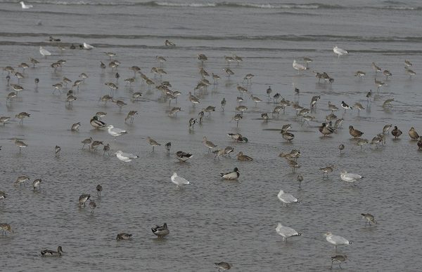 Sortie Nature : Plumes d’automne en migration