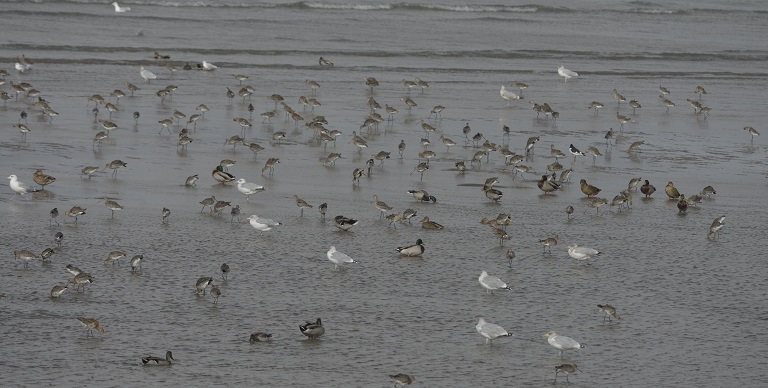 Sortie Nature : Plumes d’automne en migration