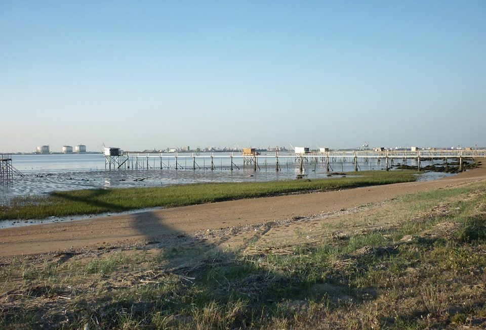 Sortie Nature : Oiseaux de l&rsquo;estuaire