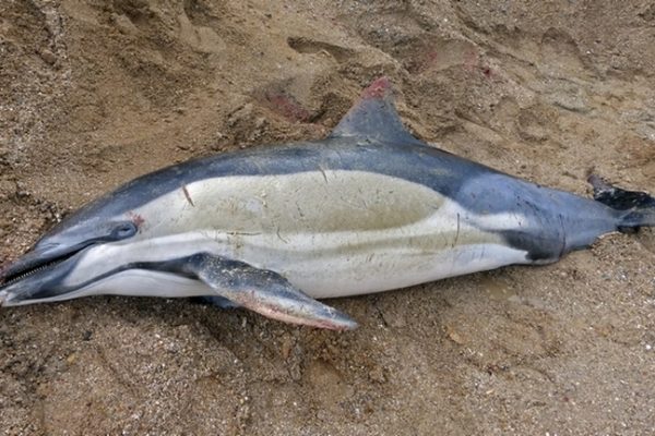 Vous êtes témoin d’un échouage ?
