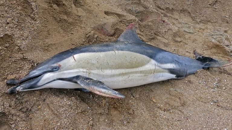 échouage dauphin