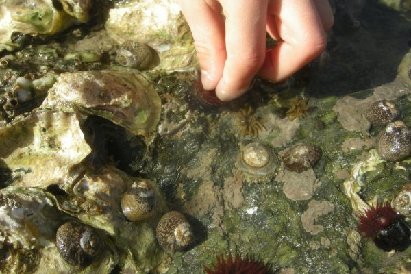 Sortie nature : Sur les rochers à marée basse