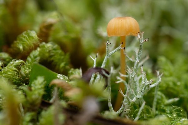 Sortie nature : quel est donc ce champignon ?