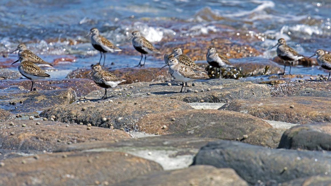 Sortie nature : Plumes d’hiver