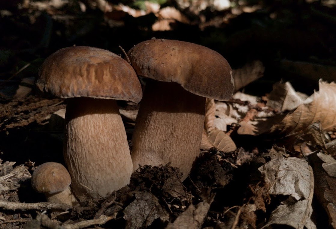 Association Hirondelle