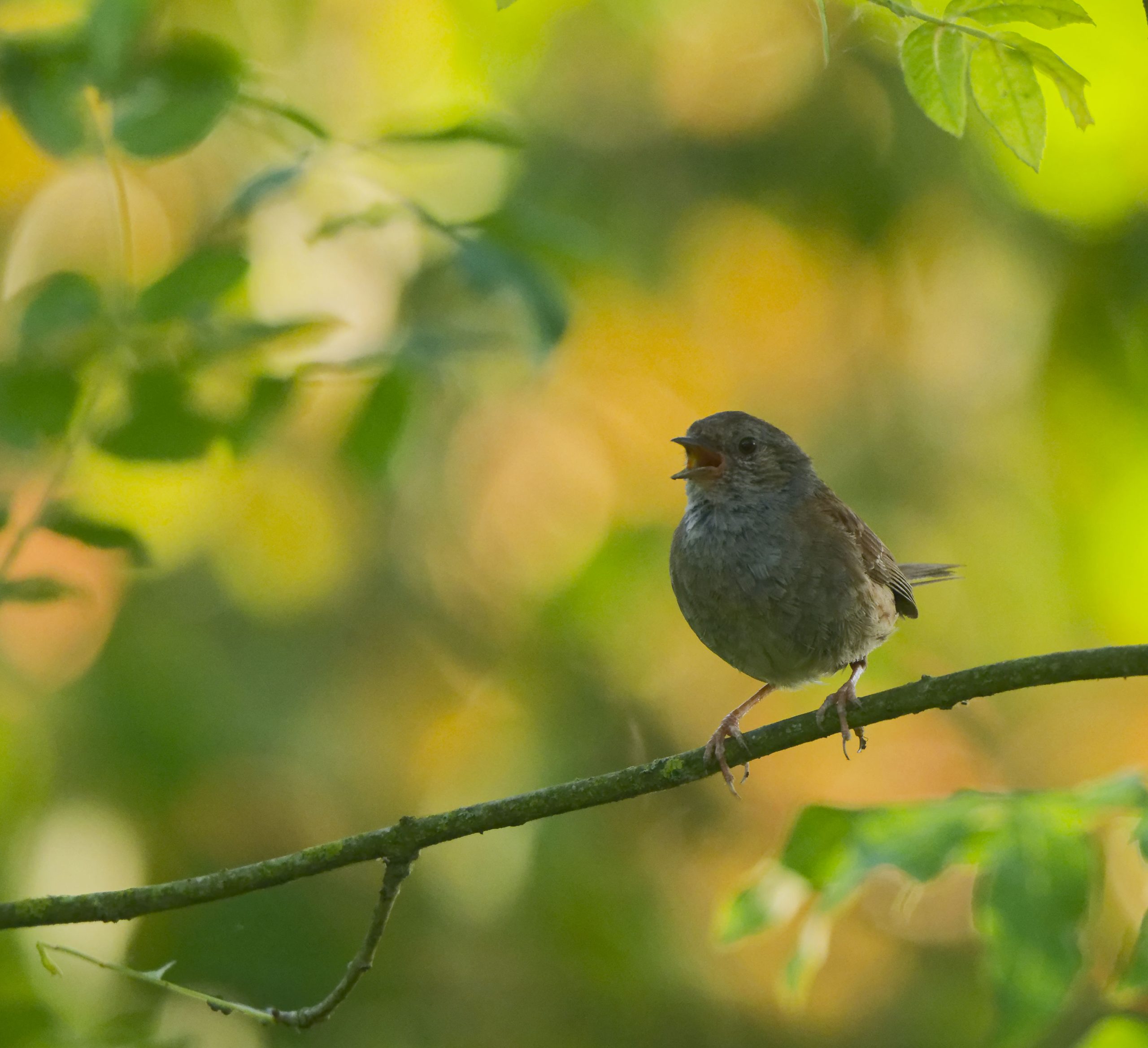  Stage Initiation aux chants d&rsquo;oiseaux (débutants)
