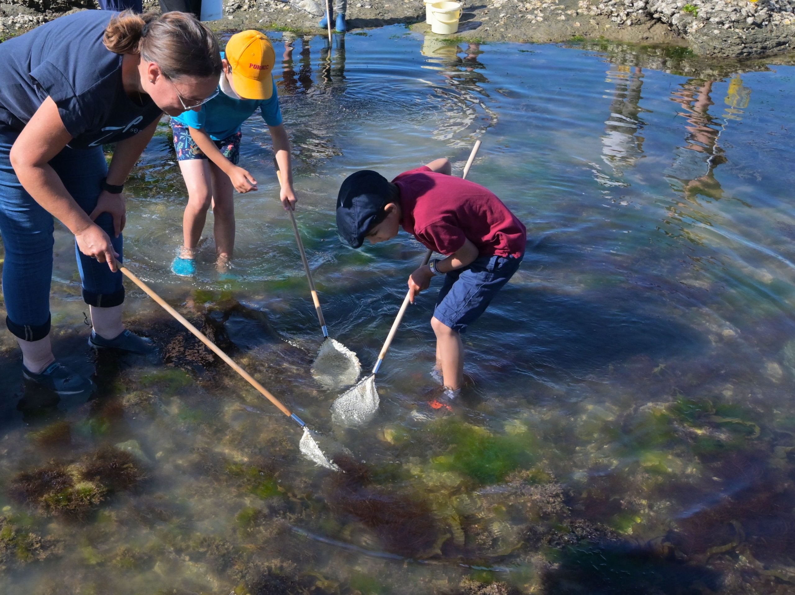 Algues et petites bêtes du bord de mer