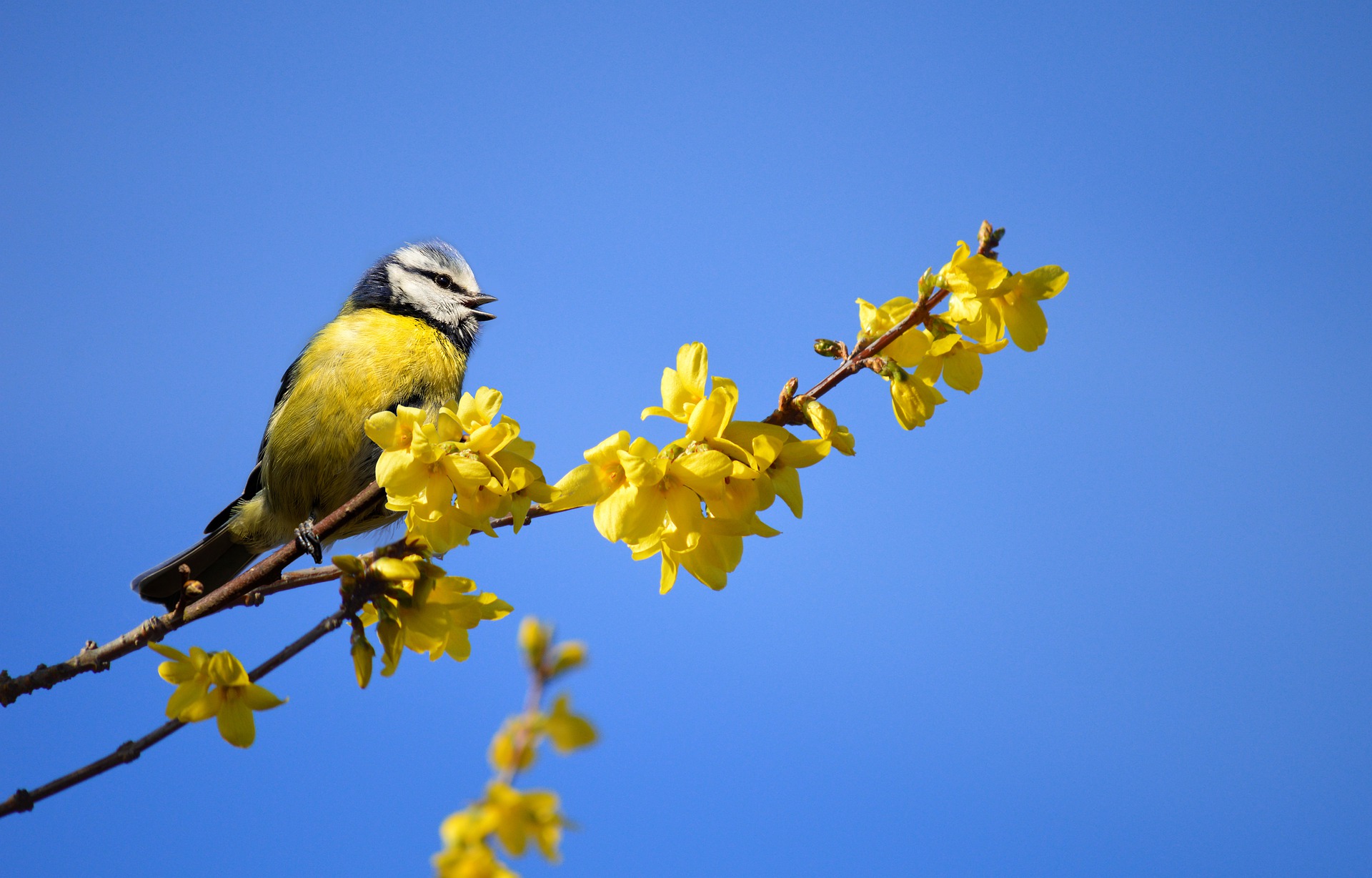 Le retour des oiseaux au printemps