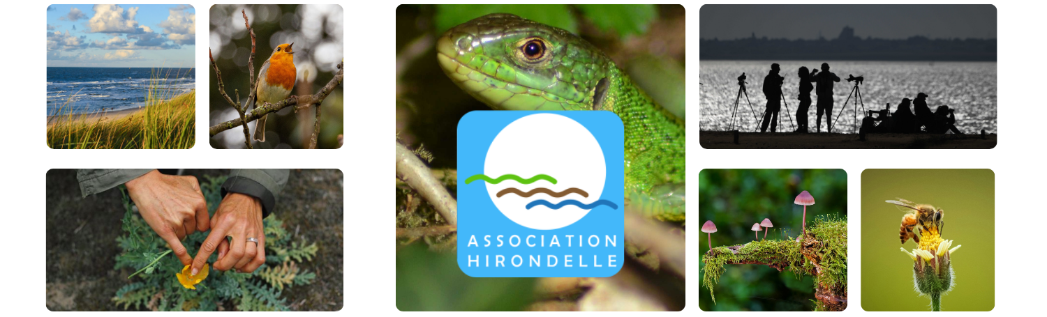 ASSOCIATION HIRONDELLE