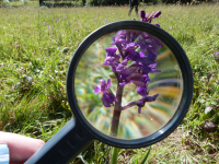 Les orchidées des Terres Rouges