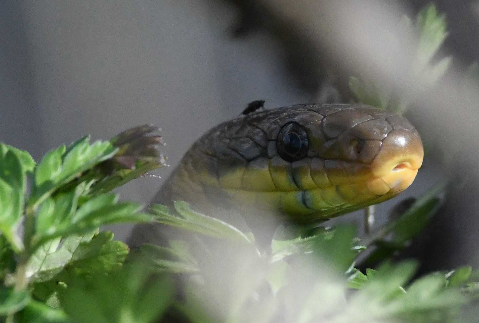 Découverte des reptiles du Pays de Retz