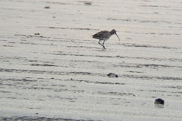 Oiseau dans le marais de Lyarne
